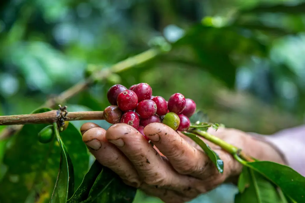 Tour del Café