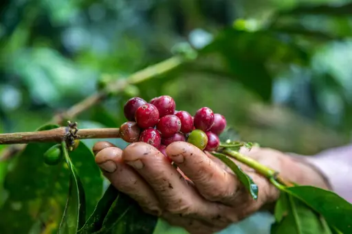 Tour del Café
